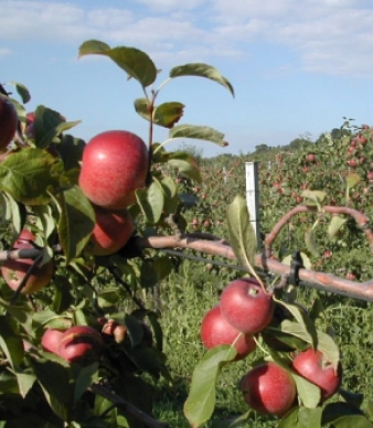 Beardsley&#039;s Cider Mill &amp; Orchard